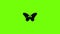 Flying butterfly icon animation