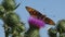 Flying Butterfly Insects Collecting Pollen on Thorns Flower, Bee Pollinating Thistles, Mountains Desert Medicine Plants