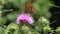 Flying Butterfly Insects Collecting Pollen on Thorns Flower, Bee Pollinating Thistles, Mountains Desert Medicine Plants