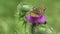 Flying Butterfly Insects Collecting Pollen on Thorns Flower, Bee Pollinating Thistles, Mountains Desert Medicine Plants