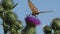 Flying Butterfly Insects Collecting Pollen on Thorns Flower, Bee Pollinating Thistles, Mountains Desert Medicine Plants