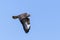 Flying buzzard with spread wings against blue sky