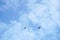 Flying buzzard vulture bird in sky