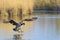 Flying Canada Goose on Lake, Branta canadensis