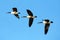 Flying canadian geese in formation during migration flight