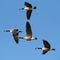 Flying canadian geese in formation during migration flight