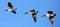 Flying canadian geese in formation during migration flight