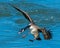 A flying Canadian Goose preparing to land in water