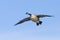 Flying Canda Goose