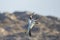 Flying cape gannet in Luderitz, Namibia