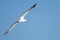 Flying cape gannet in Luderitz, Namibia