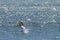 Flying cape gannet in Luderitz, Namibia