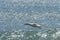 Flying cape gannet in Luderitz, Namibia