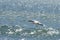 Flying cape gannet in Luderitz, Namibia