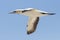 Flying Cape Gannet (Morus capensis) Bird Island, Lamberts Bay, West Coast, South Africa