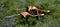 Flying Caribbean flamingos (Phoenicopterus ruber)