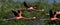 Flying Caribbean flamingos (Phoenicopterus ruber)