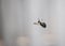 Flying Carpenter Bee