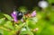 Flying carpenter bee landing on a purple flower