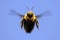 Flying carpenter/ bumble bee