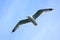 Flying caspian gull