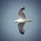 Flying caspian gull
