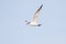 Flying Caspian Tern