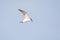 Flying Caspian Tern