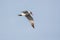 Flying Caspian Tern