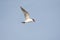 Flying Caspian Tern