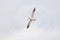 Flying Caspian Tern