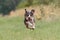 Flying Catahoula Leopard Dog on lure coursing competition