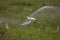 Flying Cattle egret Bubulcus ibis