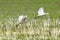 Flying cattle egrets