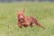 Flying Cirneco dog in the field on lure coursing competition
