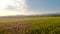 Flying close above vast yellow wheat field.