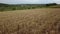 Flying close above vast yellow wheat field.