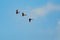 Flying colorful aras in blue sky, three parrot birds