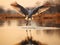 A Flying Common Crane Bird - Eurasian Crane - landing on Water with Reflection - Little Rann of Kutch, Gujarat, India