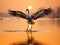 A Flying Common Crane Bird - Eurasian Crane - landing on Water with Reflection - Little Rann of Kutch, Gujarat, India