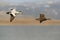 Flying Common Eider - Somateria mollissima is a large sea-duck that is distributed over the northern coasts of Europe, North