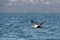 Flying Common Eider - Somateria mollissima is a large sea-duck that is distributed over the northern coasts of Europe, North