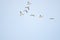 Flying Common Merganser