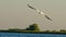 Flying common pelican on Danube