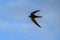 Flying Common Swift Apus apus