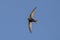 Flying Common Swift Apus apus