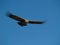 Flying condor in the Colca canyon