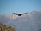 Flying condor in the Colca canyon