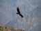 Flying condor in the Colca canyon