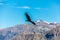 Flying condor over Colca canyon,Peru,South America. This condor the biggest flying bird